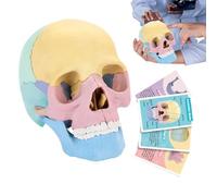 Human Skull Model: Fine Workmanship, Colorful Medical Brain Model, Human Anatomy Exploited Skull | Medical Clinic Teaching Equipment for Anatomy, Anatomical Models for