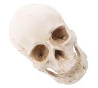 Human Skull Model Halloween Season Resin Detachable Anatomy Display 1: 1 | Beige Artistic Design, Lifelike Reference for Artists, Museum Tables, Laboratory Use, Arches
