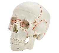Human Skull Model Human adult skull anatomical model showing most of the major cavities and canals of medical anatomy