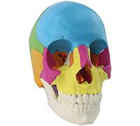 Human Skull Model,Human Skull Model Adult Didactic Version,22 Parts Skull Life-Size Anatomical Skull Model For Teaching Learning, Student Learning Education Display
