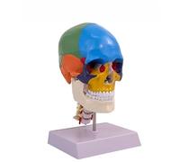 Human Skull Model - Life-Size 3-Part Detachable Anatomical Model with Cervical Spine for Anatomy Education and Research Applications