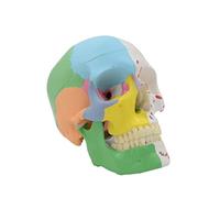 Human Skull Model Life Size for Medical Learning for Medical Teaching Display Model Anatomical Models of The Human