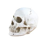 Human Skull Model,Life Size Human Anatomical Model with Removable Skull Cap and Articulated Mandible,for Medical Student Human Anatomy Study Course