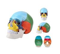 Human Skull Model, Life-Size Painted Anatomy Skull Model, Detachable Learning Skull Model, For Professional Teaching, Researching And Learning