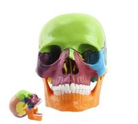 Human Skull Model - Pvc 15-Part Life Size, Detachable Realistic Bones, Anatomical Accuracy, durabless plasticss Material | Caps Ideal Classroom Laboratory Medical Students for Enhanced Learning Refere