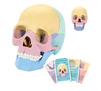 Human Skull Model, Removable Brain Model, Colourful Skeleton Toy, Human Skull Head Model for Education, Art Study, Cosmetic Medicine