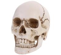 Human Skull Model Resin Anatomical Teaching Tool for Halloween Decoration and Collecting Movable Teeth Feature