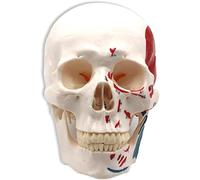 Human Skull Model, Standard Human Brain Skeleton Model with Accurate Numbered, 3 teeth can be removed, for Medical Education Learning Display.
