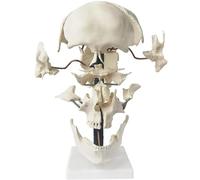Human Skull Model with 16 Parts, Skull Separation Model, Detachable Human Head bone Medical Teaching Aids, for Learning and Display