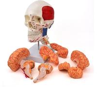 Human Skull Model with Brain, Cranial Structure Cerebral Artery Anatomical Model, Human Anatomy Model, Detachable, PVC Material, for Learning Display Teaching Model