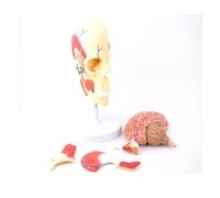 Human Skull Model with Masticatory Muscles, Maxillofacial Anatomy Featuring Muscle, Nerve, and Arteriovenous Structures, for Medical Study and Educat
