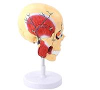 Human Skull Model with Masticatory Muscles Removable Brain, 29CM Anatomical Joint Shows Jaw Motion, Eyeball Nerves Human Torso Model