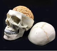 Human Skull With Anatomical Brain Model E8-Piece Life-Size Anatomy For Science Classroom For Teaching Medical Model