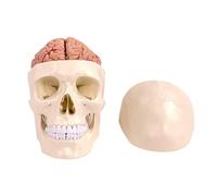 Human Skull With Brain Anatomical Model Human Brain Model Anatomy & Display 1:1 Life-Size Removable Head With Brain Model For Science Classroom Study Display Teaching Model