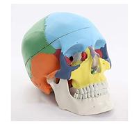 Human Skull with Brain Anatomical Model Human Skull Brain Model Skeleton Anatomy Model for Teaching (Size : 21X15X19Cm) (Size : 21 X 15 X 19Cm) (21 X 15 X 19Cm)