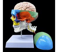 Human Skull with Brain and Cervical Vertebra Anatomical Model,Color-Coded Partitioned Skull，Life-Size Anatomy for Science Classroom Study Display Teaching Model