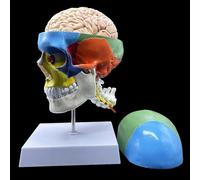 Human Skull with Brain and Cervical Vertebra Anatomical Model, Partitioned Color Code, Life Size for Science Classroom Teaching