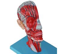 Human Skull With Muscles And Nerves, Segments, Model Human, Demonstration Lessons