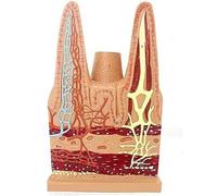 Human Small Intestine Villus Model, Digestive System Intestinal Villi Anatomical Model, Human Lymphoid Vascular Veins Medical Anatomy, for Medical Research Education Display