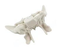 Human Sphenoid Anatomical Model Human Skeleton Model Temporal Bone Teaching for Medicals Orthopedics Skeleton Anatomy Sphenoid Ethmoid Bone School Teaching Tool