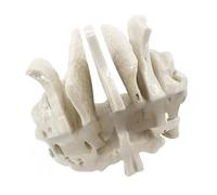 Human Sphenoid Anatomical Model Human Skeleton Model Temporal Bone Teaching for Medicals Orthopedics Skeleton Anatomy Sphenoid Ethmoid Bone School Teaching Tool