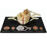 Human Spinal Cord 5 Times Magnification Model, Spinal Nerve Anatomical Model, Medical Demonstration Supplies, Durable PVC Material, for Teaching, Study, Researching Display