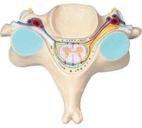 Human Spinal Cord Cross-Section Model - Anatomical Vertebrae Educational Aid for Schools and Hospitals
