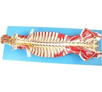 Human Spine Anatomical Model Spinal Nerve Model in The Spinal Canal Brain and Cranial Nerves Anatomy Sciences Classroom Teaching