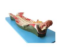 Human Spine Anatomy Model with Spinal Canal and Cranial Nerves | Detailed anatomical model for teaching and research in anatomy and physiology.