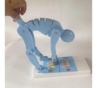 Human Spine Force Model for Correct Posture and Lumbar Protection - Interactive Fitness Teaching Tool for Manual Operation and Posture Correction