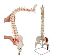 Human Spine Model, 30" Flexible Vertebral Column Anatomy Model, with Color-Painted Muscle Origins and Insertion Points, Femur Heads and Herniated Disk with Stand for Training