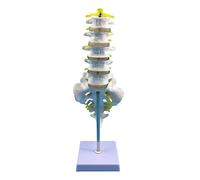 Human Spine Model Lumbar & Cervical Vertebrae Life Size Lumbar Vertebrae Vertebral Cervical Vertebra Flexible Spine Carotid Artery Medicals Teaching Models