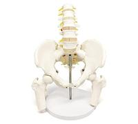 Human Spine Model, Male Pelvis Model with 5 Lumbar Spine, Hip Model, Life Size, Female Pelvic Skeleton Model, Medical Quality, Anatomy for Science Classroom Study Display Teaching Medical Model