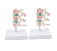 Human Spine Model Osteoporosis Model Anatomy Model with Removable Human Spine Organs Model Anatomy Model for Office and Student Study Scientific Research