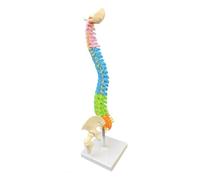 Human Spine Model with Pelvis, Sacrum, and Intervertebral Discs - Educational Skeleton for Teaching and Learning