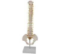 Human Spine Model with Vertebrae Nerves Arteries and Pelvis with Stand Anatomical Skeleton Spine Model for Teaching Study and Classroom Display