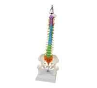 Human Spine Structure Model for Research and Instructional Purposes