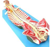 Human Spine Vertebral Canal Anatomical Model, Showing Structures Brain and Cerebellar Nerves Spinal Nerves, Spinal Skeleton with Digital Indicator, for Medical Learning Researching