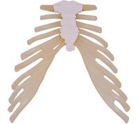Human Sternum Model, Thoracic Ribs with Costal Cartilage, 1:1 Human Skeleton Specimen Loose Bone Model, for Teaching Research Decorate