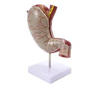 Human Stomach Anatomy Model - 1.5x Magnification, 2-Part Educational Tool for Learning Anatomy and Biology, Perfect for Students and Medical Training