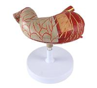 Human Stomach Anatomy Model - 2-Part Digestive System | Detailed 2-part stomach model for effective anatomy learning.