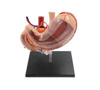 Human Stomach Anatomy Model with 12 Removable Parts Digestive System Organ with Pancreas, Duodenum and Vasculature Human Torso Model
