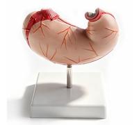 Human Stomach Model, Lifesize Removable 2 Parts Human Stomach Model with Esophagus Pylorus Gastric Artery 22 Other Anatomical Structures,Science Lesson Demonstration