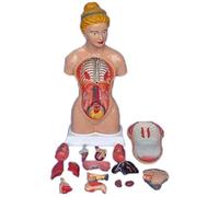 Human System Organ Anatomical Model - 45CM Female Torso Models, for Medical Educational Aid - Science Model, Environmentally Friendly, Durable