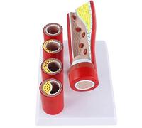 Human Teaching Pathological Vascular Anatomical Model -Aged Branch Artery Sclerosis Formation Thrombosis Model - Study Model Coronary Artery-Like Cardiovascular Artery Model
