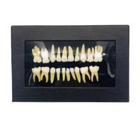 Human Teeth Model, 20 Artificial Dentures with Roots Teeth Model