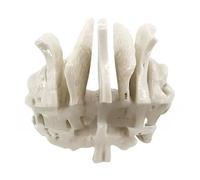 Human Temporal Bone Model Human Skeleton Model Sphenoid Anatomical Easy to Use Medicals Teaching Aid Skeleton Temporal Bone Anatomy Great for Medicals Orthopedics