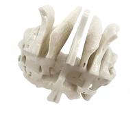 Human Temporal Bone Model Human Skeleton Model Sphenoid Anatomical Easy to Use Medicals Teaching Aid Temporal Bone for Anatomy Skeleton Medicals Teaching Supplies