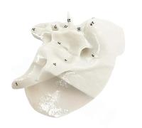 Human Temporal Bone Model Human Skeleton Model Sphenoid Anatomical Easy to Use Medicals Teaching Aid Temporal Bone for Anatomy Skeleton Medicals Teaching Supplies