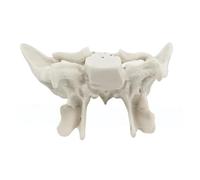 Human Temporal Bone Model Human Skeleton Model Sphenoid Anatomical Easy to Use Medicals Teaching Aid Skeleton Temporal Bone Anatomy Great for Medicals Orthopedics